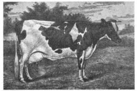 Screenshot_2019-06-07 Thomas B Wales and The Brookbank Herd(2)