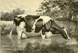 Screenshot_2019-06-07 Thomas B Wales and The Brookbank Herd(3)